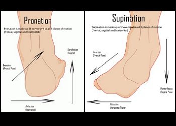 Pronation et supination