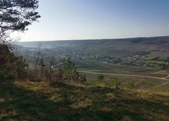 Trail d'Avize Trail d'Avize
