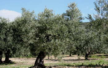 Course Nature les OLivettes