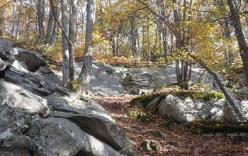 Trail des Arpents