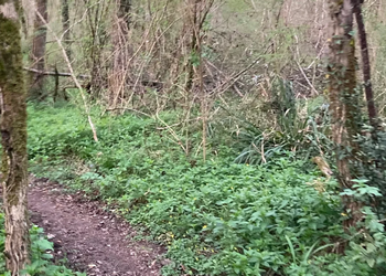 Trail et randonnée pédestre de la Saint-jean 2026, Bazas (Gironde)