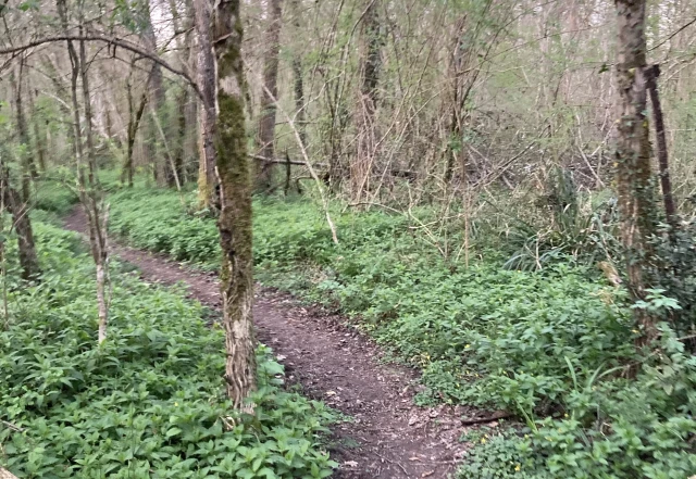 Trail et randonnée pédestre de la Saint-jean