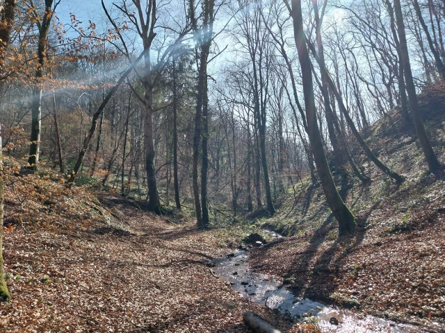 Trails de l'Estivale