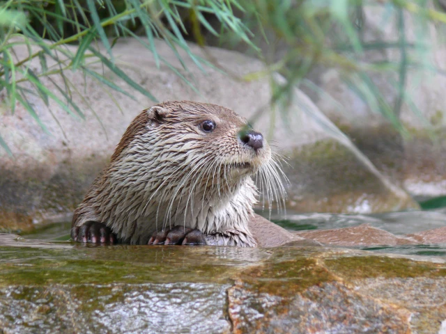 Course sur les rives de la Charente